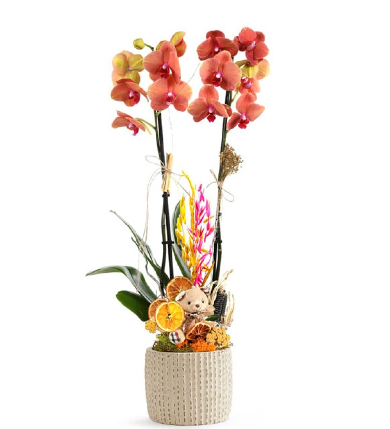  Fire Luxury Orkide