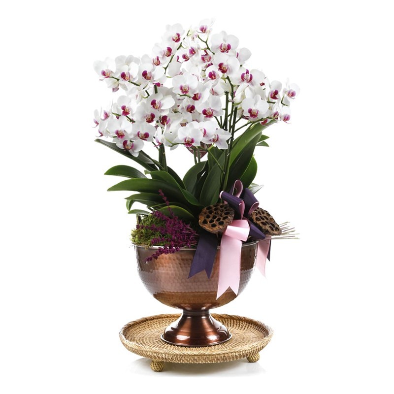 Deluxe Pink & White Orkide