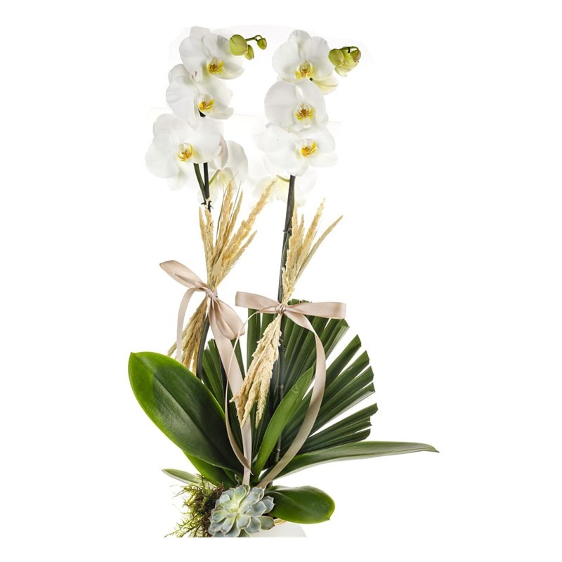 White Noble Orkide